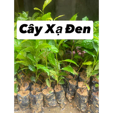 combo 3 xạ đen chuẩn hoà bình