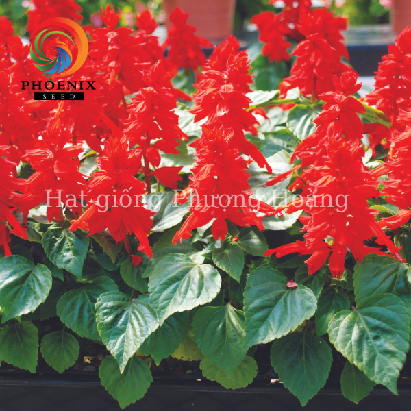 Hạt Giống Hoa Xác Pháo Lùn Đỏ SAL121 phượng Hoàng chiều cao cây: 20-25 cm