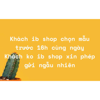 Bộ Tole Trung Niên quần lỡ