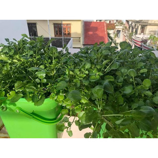 Hạt giống cải xoong cạn, trồng trên cạn, không cần trồng trong nước