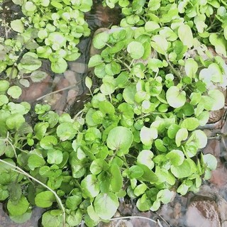 Hạt giống cải xoong cạn, trồng trên cạn, không cần trồng trong nước