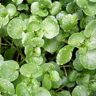 Hạt giống cải xoong cạn, trồng trên cạn, không cần trồng trong nước