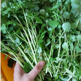 Hạt giống cải xoong cạn, trồng trên cạn, không cần trồng trong nước