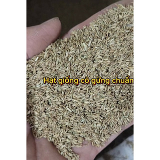 [SỈ 500 Gram) - HẠT giống cỏ lá Gừng Thái, ĐÚNG GIỐNG, CHUẨN GIỐNG, DỄ TRỒNG