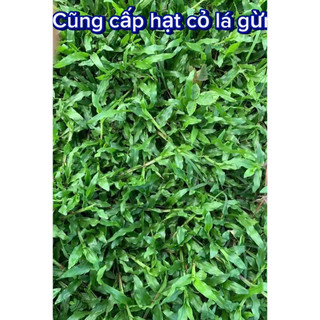 [SỈ 500 Gram) - HẠT giống cỏ lá Gừng Thái, ĐÚNG GIỐNG, CHUẨN GIỐNG, DỄ TRỒNG