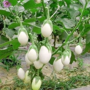 Hạt Giống Cà Trứng Ngồng, dễ trồng, sinh trưởng phát triển khoẻ - gói 1gam