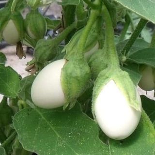 Hạt Giống Cà Trứng Ngồng, dễ trồng, sinh trưởng phát triển khoẻ - gói 1gam