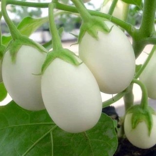 Hạt Giống Cà Trứng Ngồng, dễ trồng, sinh trưởng phát triển khoẻ - gói 1gam