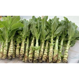 Hạt giống rau Tiến Vua, dễ trồng , sinh trưởng phát triển khoẻ- gói 2 gam