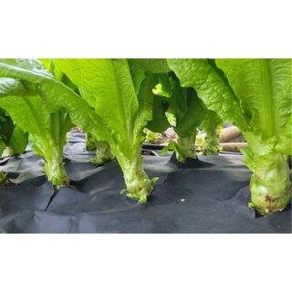 Hạt giống rau Tiến Vua, dễ trồng , sinh trưởng phát triển khoẻ- gói 2 gam