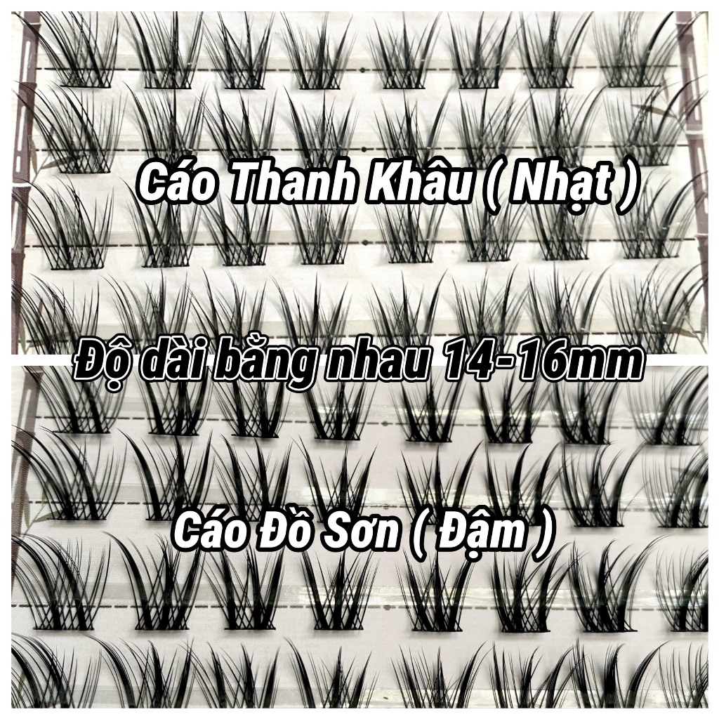 Lông Mi Giả Cáo Thanh Khâu-Cáo Đồ Sơn 2 Phiên Bản  Đẹp Như Mi Nối, Độ Dài 14-16mm