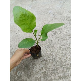 5 cây Cà Tím trái dài nhanh ra hoa