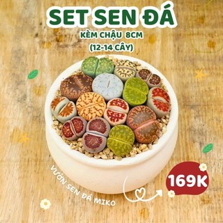 Sen Mông mix kèm chậu như ảnh xinh xắn siêu cưng làm quà tặng có sẵn tại vườn MIKO_GARDEN lỗi 1 đền 1