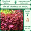 Tân Đế Tài Hồng - Dễ Trồng, Dễ Lên Màu, Phát Triển Nhanh - Ngọc Xanh Aqua