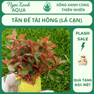 Tân Đế Tài Hồng - Dễ Trồng, Dễ Lên Màu, Phát Triển Nhanh - Ngọc Xanh Aqua