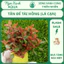 Tân Đế Tài Hồng - Dễ Trồng, Dễ Lên Màu, Phát Triển Nhanh - Ngọc Xanh Aqua