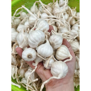 TỎI LÝ SƠN NHIỀU NHÁNH LOẠI 1 - Chính Gốc nhà trồng - Vị cay, không hăn, không pha trộn