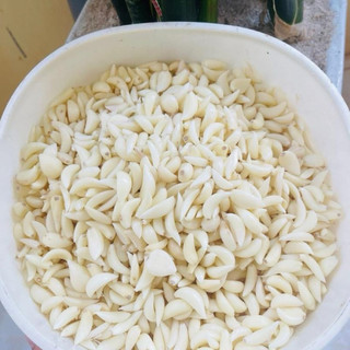 500GRAM tỏi Lý Sơn lột sẵn hút chân không hàng mới mỗi ngày chuẩn tỏi đảo 100%