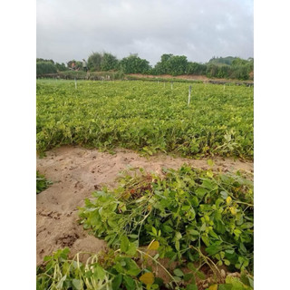 DẦU PHỘNG ÉP LẠNH NGUYÊN CHẤT - ĐẶC SẢN LÝ SƠN