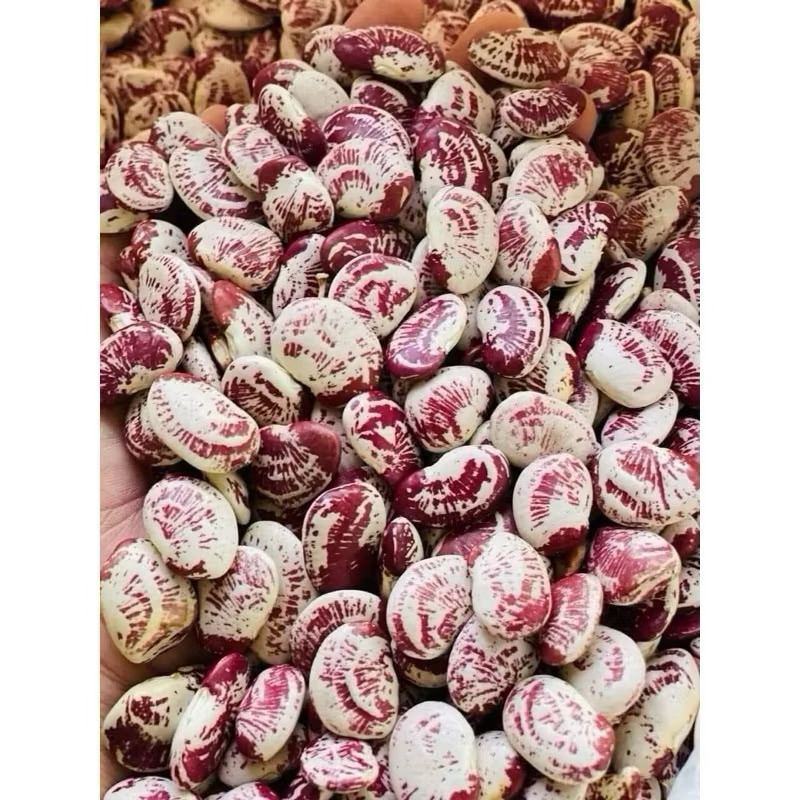 (1kg) đậu ngự nấu xôi , nấu chè hàng mới