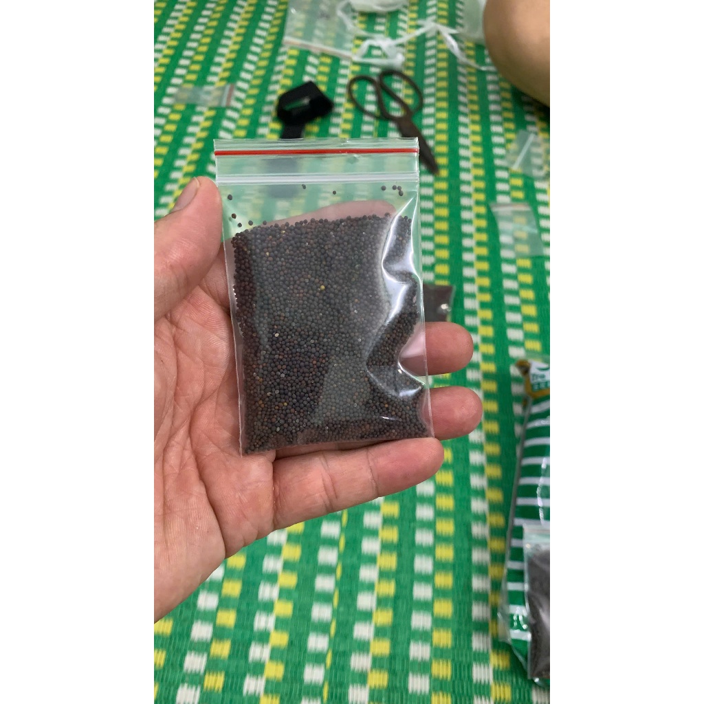 Hạt Giống Rau Cải Mèo Tây Bắc – Rau Sạch Tại Nhà