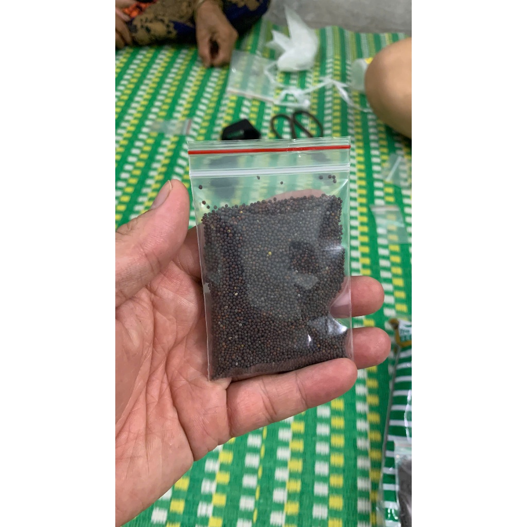 🌱 Hạt Giống Rau Cải Mèo Điện Biên – Rau Sạch Tại Nhà