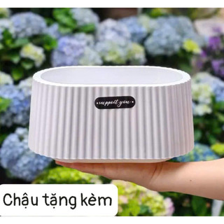 Chậu lan hồ điệp cắm sẵn 10cành 6bông  60cm ,chậu lan cắm sẵn và bộ nguyên liệu kèm tiểu cảnh và chậu