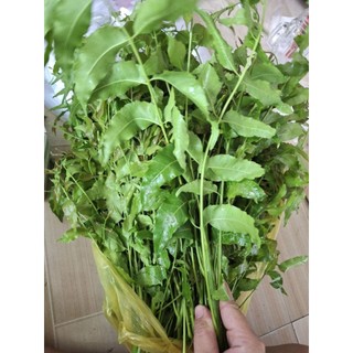 1kg lá sầu đâu non để trộn gỏi