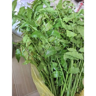 1kg lá sầu đâu non để trộn gỏi