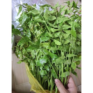 1kg lá sầu đâu non để trộn gỏi