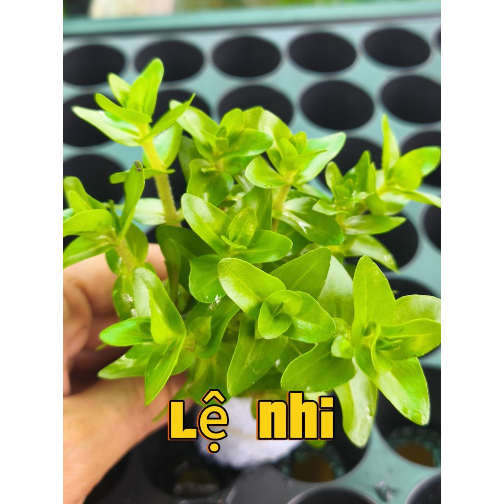 Combo 5 - 20 bó cây cắt cắm đê trồng không co2