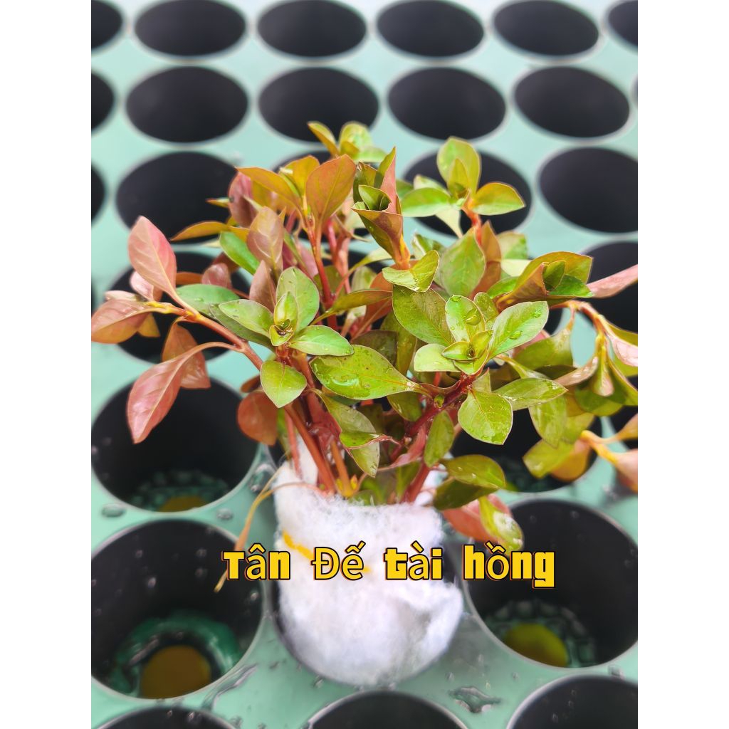 Combo 5 - 20 bó cây cắt cắm đê trồng không co2