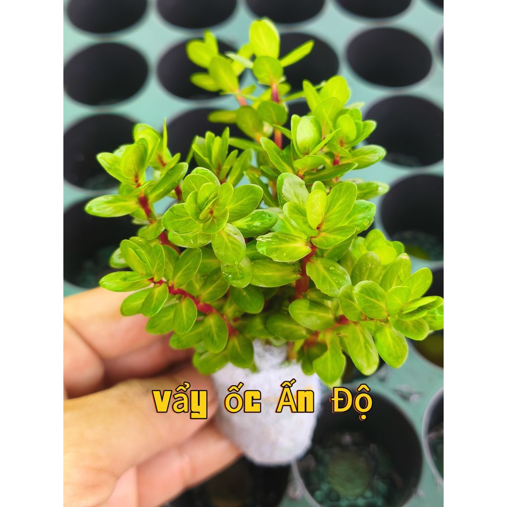 Combo 5 - 20 bó cây cắt cắm đê trồng không co2