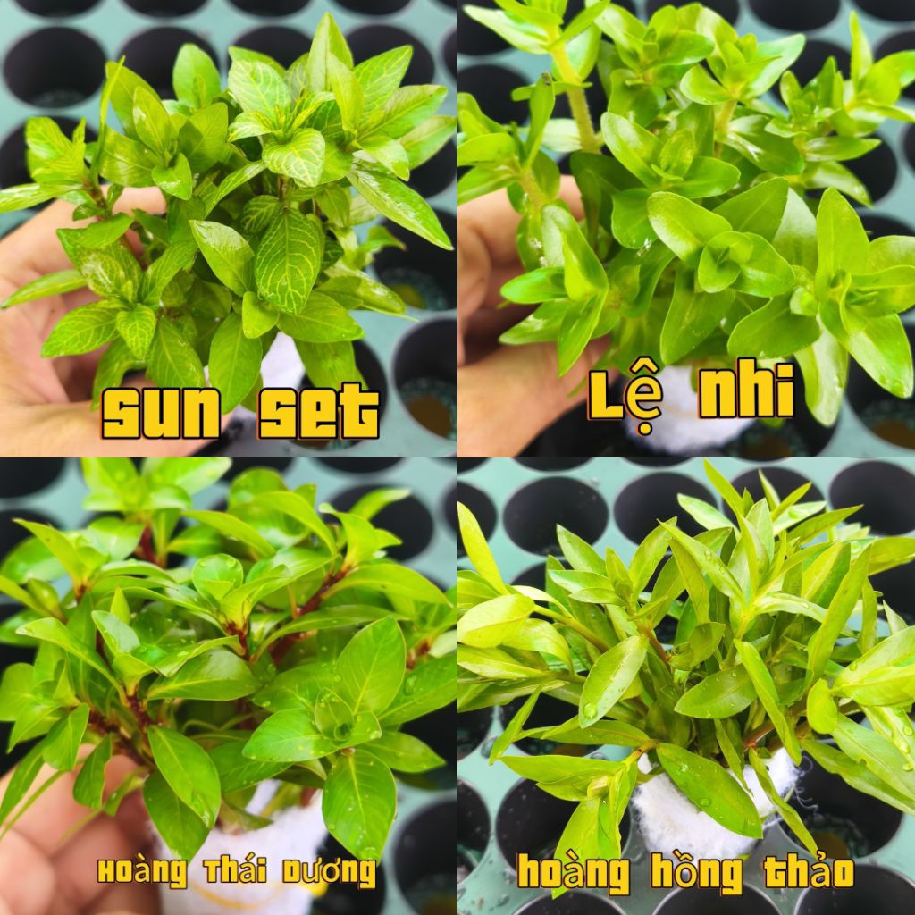 Combo 5 - 20 bó cây cắt cắm đê trồng không co2