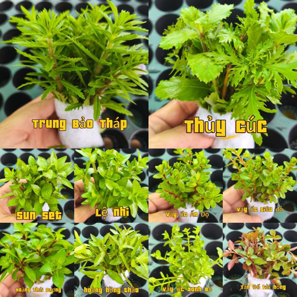 Combo 5 - 20 bó cây cắt cắm đê trồng không co2