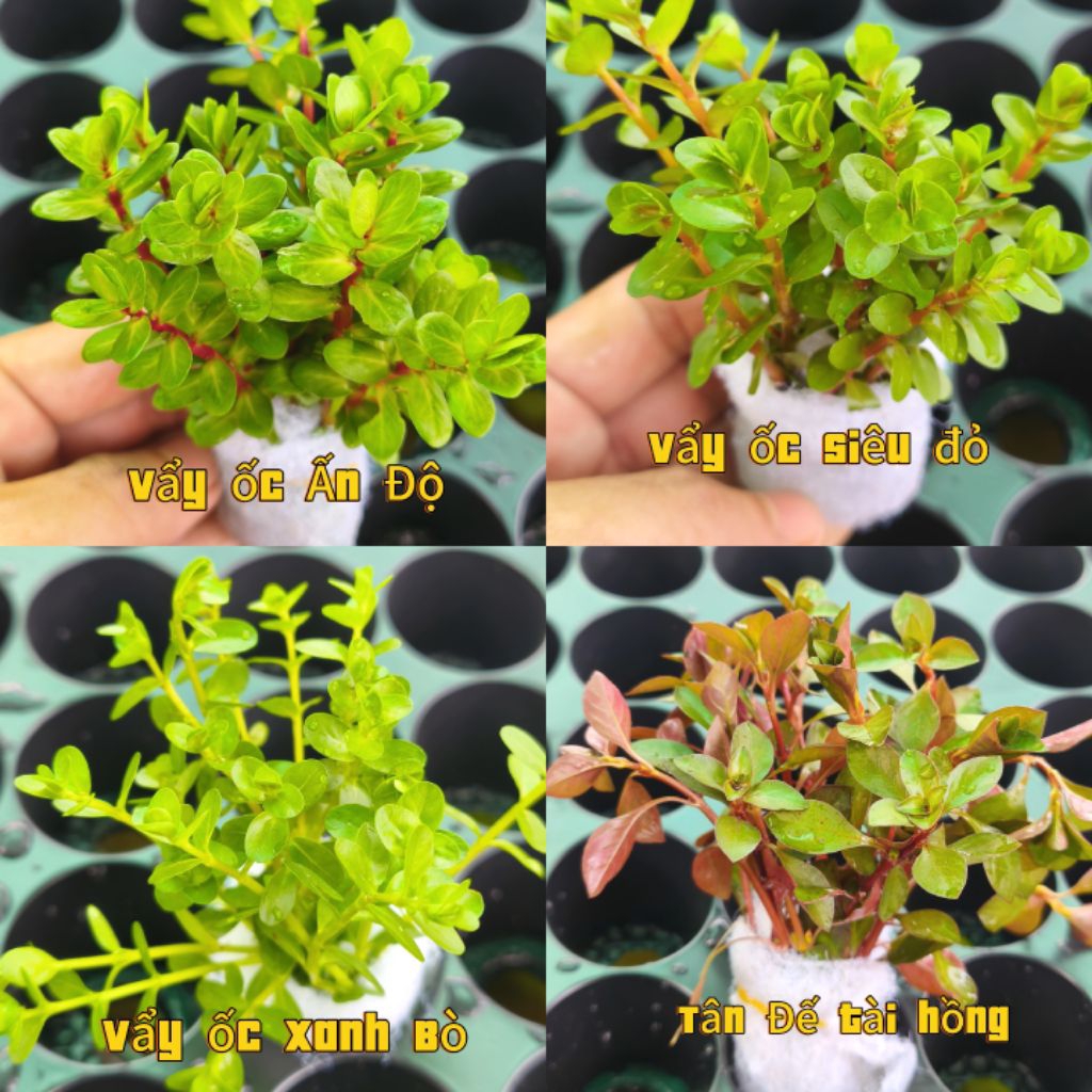 cây cắt cấm dễ trồng khồng CO2