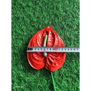 Combo 10 Cành hồng môn xốp 40-50cm (bông kt~13*15cm)- cắm bình hoa, lẵng hoa