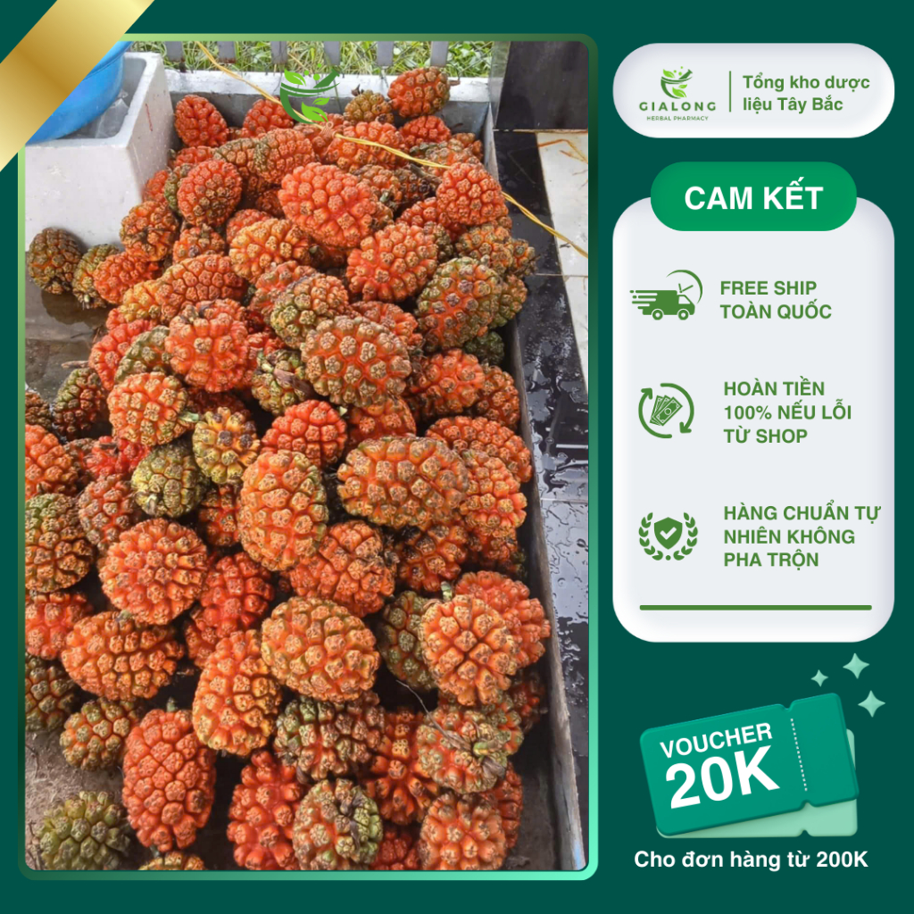 Quả Dứa Dại Rừng Loại 1 To Đẹp Chín Đỏ 2kg