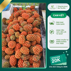 Quả Dứa Dại Rừng Loại 1 To Đẹp Chín Đỏ 2kg
