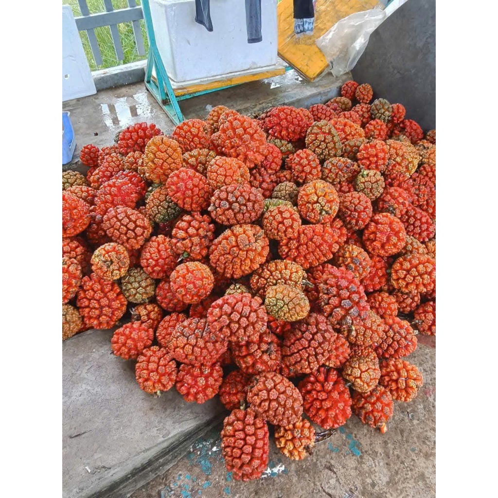 Quả Dứa Dại Rừng Loại 1 To Đẹp Chín Đỏ 2kg