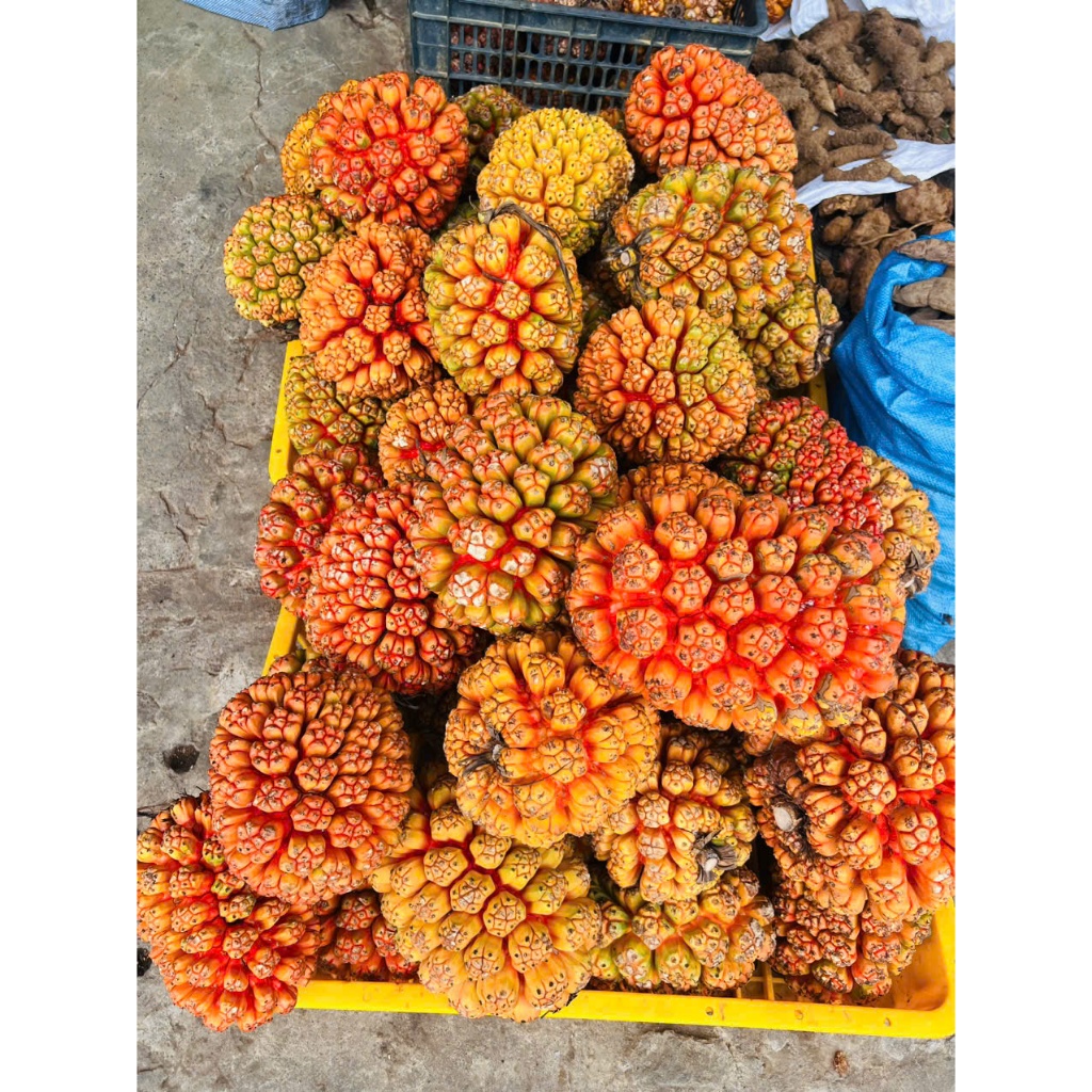 Quả Dứa Dại Rừng Loại 1 To Đẹp Chín Đỏ 2kg