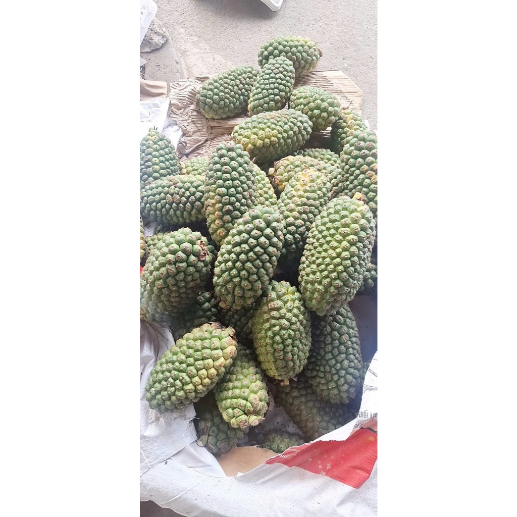 Quả Dứa Dại Rừng Loại 1 To Đẹp Chín Đỏ 2kg
