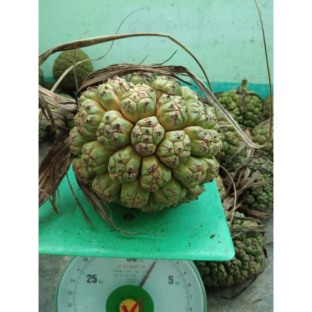Quả Dứa Dại Rừng Loại 1 To Đẹp Chín Đỏ 2kg
