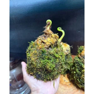 CỦ DƯƠNG XỈ CULI LÔNG VÀNG KOKEDAMA