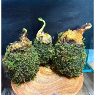CỦ DƯƠNG XỈ CULI LÔNG VÀNG KOKEDAMA