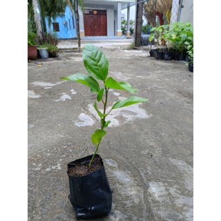 Bầu cây giống chanh dây vàng, chanh dây hoàng kim