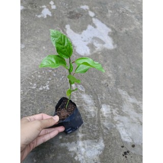 Bầu cây giống chanh dây vàng, chanh dây hoàng kim