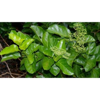Bầu cây giống lá cách ( lá vọng cách)