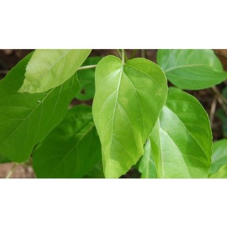 Bầu cây giống lá cách ( lá vọng cách)