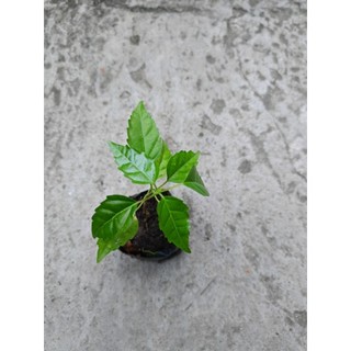 Bầu cây giống lá cách ( lá vọng cách)